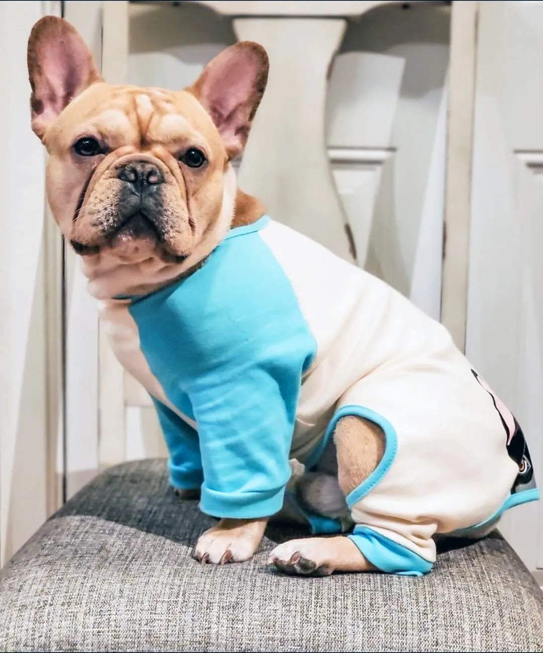 French Bulldog Pajamas in Aqua | Frenchie Clothing | Black Frenchie Dog